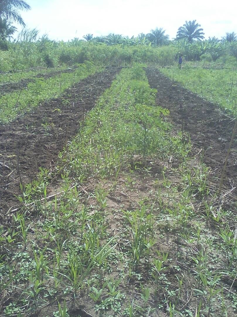 Jeune forêt jardin plantée en rangs