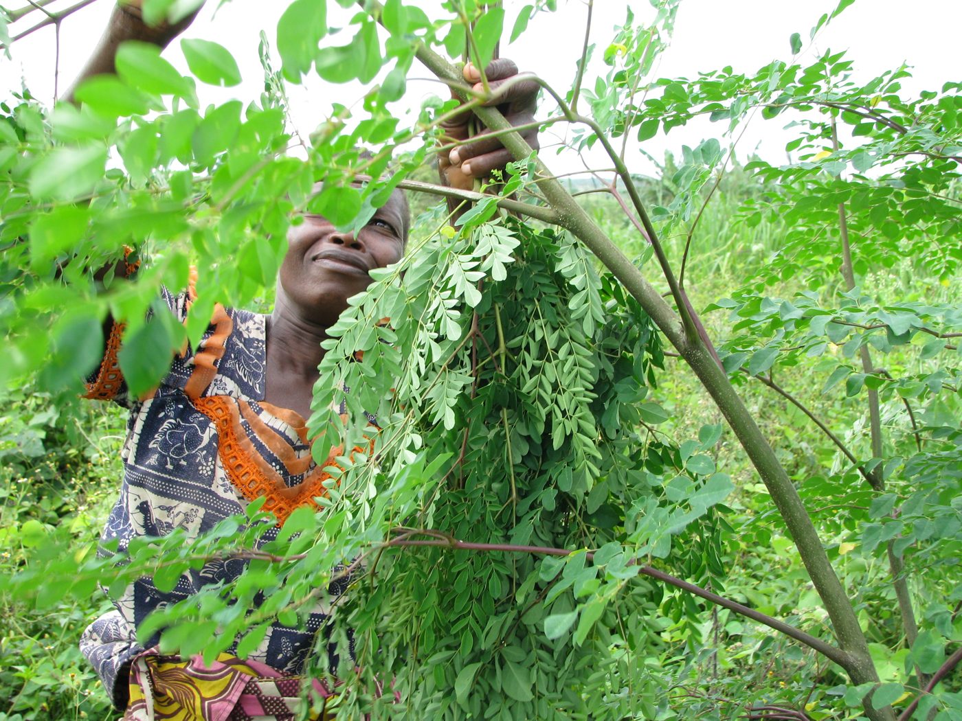 Productrice récoltant les branches de Moringa