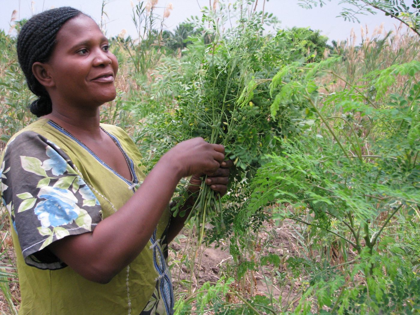 Productrice récoltant des branches de Moringa